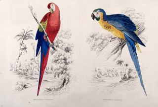 Seipp A. – Ara arakanga, Ara ararauna, kolorovaná litografie, ca 1860