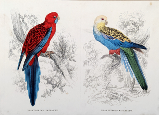 Seipp A. – Rosela Pennantova, Rosela žlutohlavá, kolorovaná litografie, ca 1860