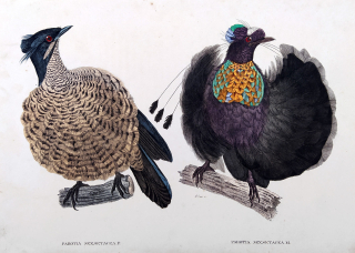 Seipp A. – Rajka šestiperá, kolorovaná litografie, ca 1860