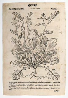 Mattioli Pietro Andrea – Roketa setá, původní dřevořez, 1562