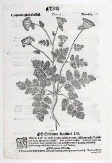 Mattioli Pietro Andrea – Olešník, původní dřevořez, 1562