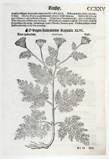 Mattioli Pietro Andrea – Kopr vonný, původní dřevořez, 1562
