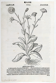 Mattioli Pietro Andrea – Žabník, původní dřevořez, 1562