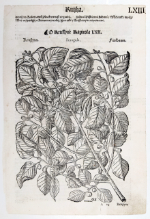 Mattioli Pietro Andrea – Krušina olšová, původní dřevořez, 1562