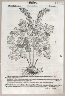 Mattioli Pietro Andrea – Dymnivka dutá, původní dřevořez, 1562