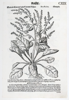 Mattioli Pietro Andrea – Řepa červená, Šrucha zelná, původní dřevořez, 1562