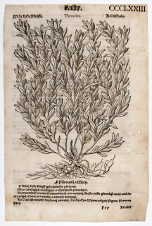 Mattioli Pietro Andrea – Lýkovec jedovatý, původní dřevořez, 1562