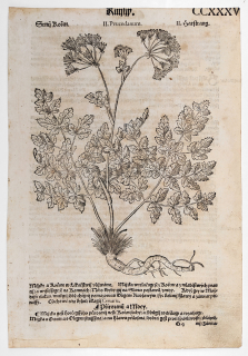 Mattioli Pietro Andrea – Smldník jelení, původní dřevořez, 1562