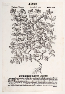 Mattioli Pietro Andrea – Drchnička červený květ, Drchnička modrý květ, původní dřevořez, 1562