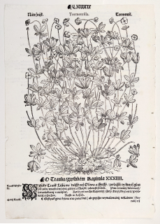 Mattioli Pietro Andrea – Mochna nátržník, původní dřevořez, 1562