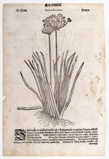Mattioli Pietro Andrea – Sítina, Junkus, původní dřevořez, 1562