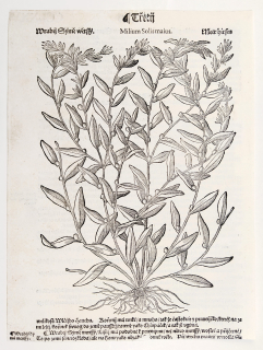 Mattioli Pietro Andrea – Kamejka lékařská, původní dřevořez, 1562
