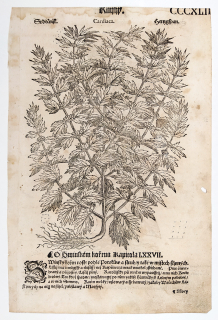 Mattioli Pietro Andrea – Srdečník obecný, Krtičník hlíznatý, původní dřevořez, 1562