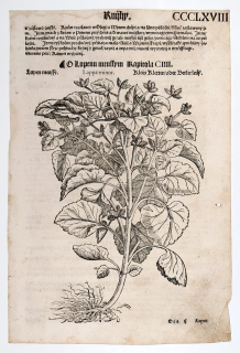 Mattioli Pietro Andrea – Lopuch menší, původní dřevořez, 1562