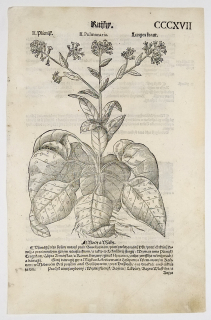 Mattioli Pietro Andrea – Plicník lékařský, původní dřevořez, 1562