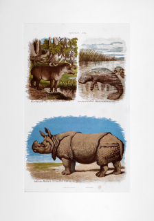 Tapír, Kapustňák, Nosorožec – Theodor Breidwiser, barevná chromolitografie, 1882
