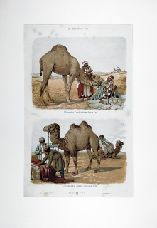 Velbloudi – Theodor Breidwiser, barevná chromolitografie, 1882