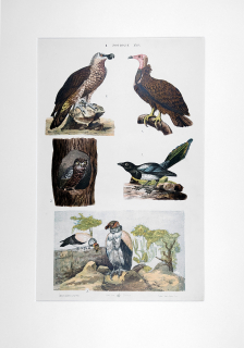 Ptáci dravci – Theodor Breidwiser, barevná chromolitografie, 1882