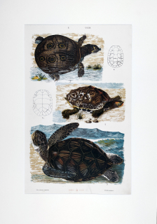 Želvy – Theodor Breidwiser, barevná chromolitografie, 1882