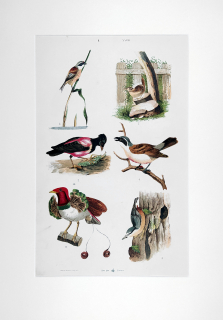 Ptáci – Theodor Breidwiser, barevná chromolitografie, 1882