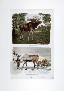 Los a Sob polární – Theodor Breidwiser, barevná chromolitografie, 1882