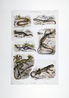 Plazi – Theodor Breidwiser, barevná chromolitografie, 1882
