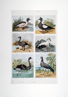 Ptáci vodní – Theodor Breidwiser, barevná chromolitografie, 1882