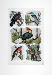 Ptáci šplhavci – Theodor Breidwiser, barevná chromolitografie, 1882