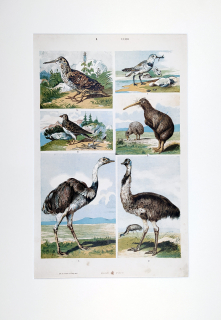 Ptáci – Theodor Breidwiser, barevná chromolitografie, 1882