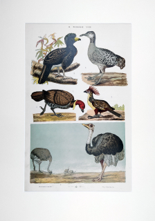 Ptáci – Theodor Breidwiser, barevná chromolitografie, 1882