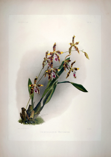 Leutzsch Gustav – Orchidea, Odontoglossum Wattianum, barevná chromolitografie, 1888