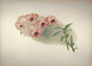 Leutzsch Gustav – Orchidea, Stromobytec lišajový, barevná chromolitografie, 1888