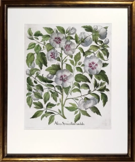 Besler Basilius – Hortus Eystettensis, staře kolorovaný původní mědiryt, 1613