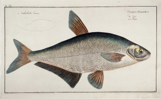 Bloch Marcus Elieser – Cejn siný, staře kolorovaný původní mědiryt, 1782–1795