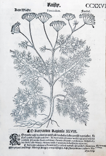 Mattioli Pietro Andrea – Kopr vlašský, Koriandr, původní dřevořez, 1562