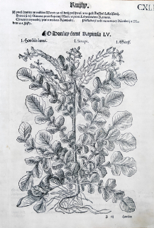 Mattioli Pietro Andrea – Hořčice černá, původní dřevořez, 1562