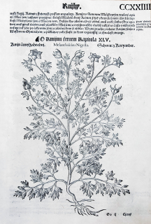 Mattioli Pietro Andrea – Černý kmín, původní dřevořez, 1562