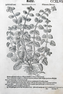 Mattioli Pietro Andrea – Jablečník obecný, Meduňka, původní dřevořez, 1562