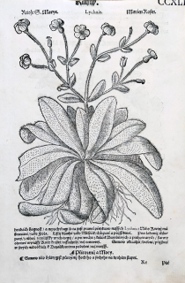 Mattioli Pietro Andrea – Kohoutek luční, Ožanka česneková, původní dřevořez, 1562
