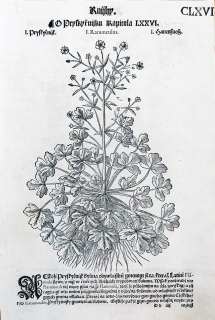 Mattioli Pietro Andrea – Pryskyřník, původní dřevořez, 1562