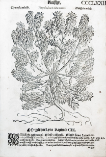 Mattioli Pietro Andrea – Chvojka, Lýkovec jedovatý, původní dřevořez, 1562