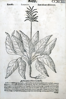Mattioli Pietro Andrea – Limonka, Hruštička, původní dřevořez, 1562