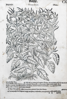 Mattioli Pietro Andrea – Merlík, původní dřevořez, 1562
