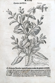 Mattioli Pietro Andrea – Čistec, původní dřevořez, 1562