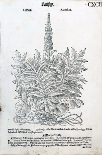 Mattioli Pietro Andrea – Paznehtík, Ostropes trubil, původní dřevořez, 1562