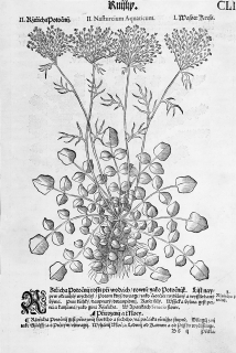 Mattioli Pietro Andrea – Potočnice lékařská, Penízek rolní, původní dřevořez, 1562