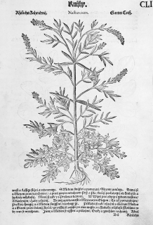 Mattioli Pietro Andrea – Řeřicha setá, Potočnice lékařská, původní dřevořez, 1562