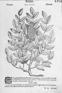 Mattioli Pietro Andrea – Škumpa, původní dřevořez, 1562