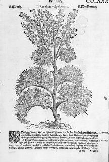Mattioli Pietro Andrea – Oměj vlčí mor, původní dřevořez, 1562