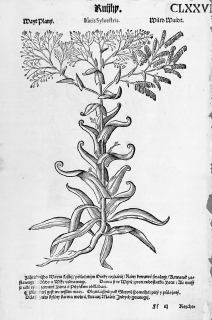 Mattioli Pietro Andrea – Boryt barvířský, Rozchodník, původní dřevořez, 1562